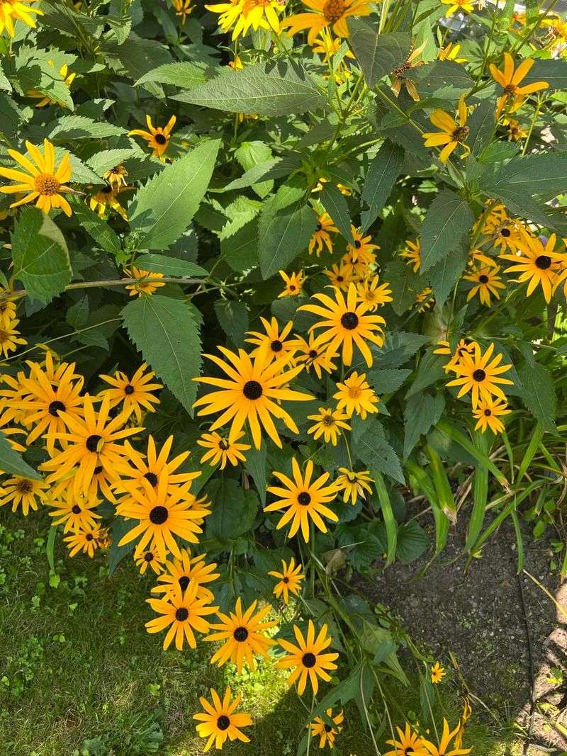 Avoid: Tall, Dense Shade Plants
