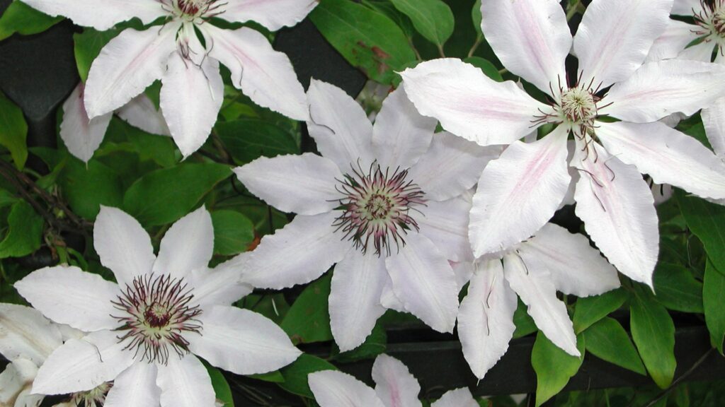 clematis
