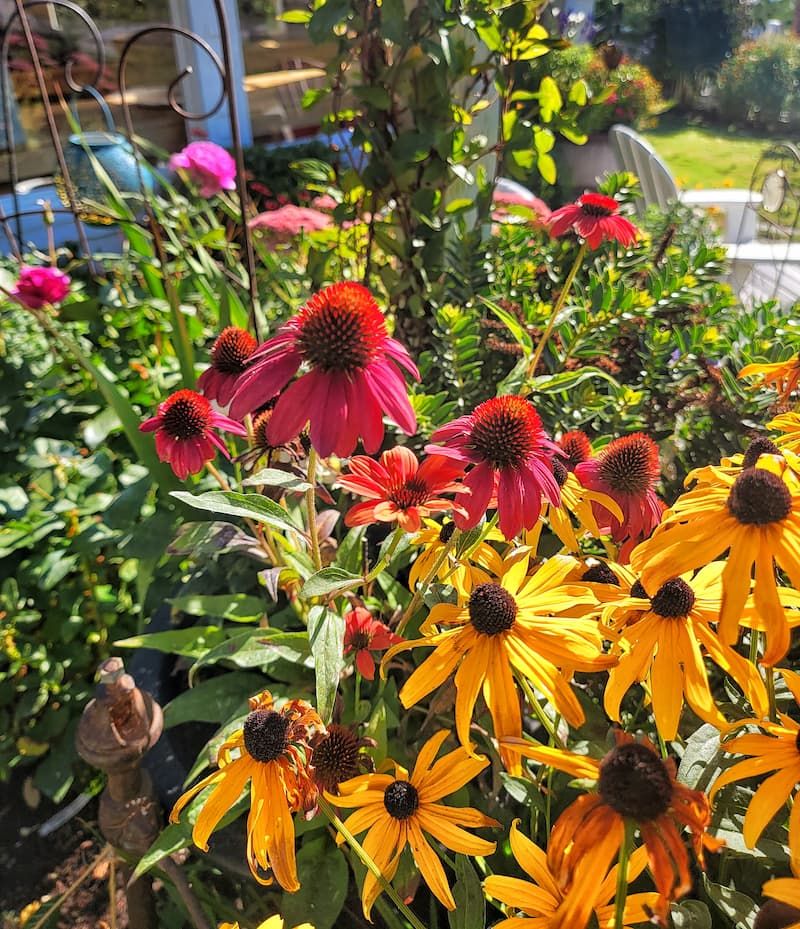 Avoid: Plants with Opposite Soil Needs