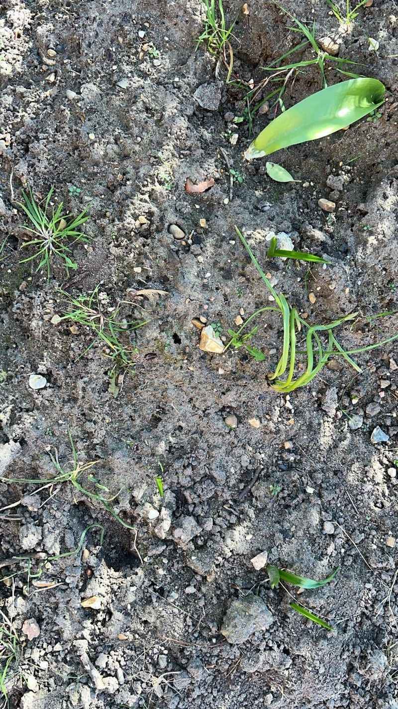 Leave Bare Ground Patches