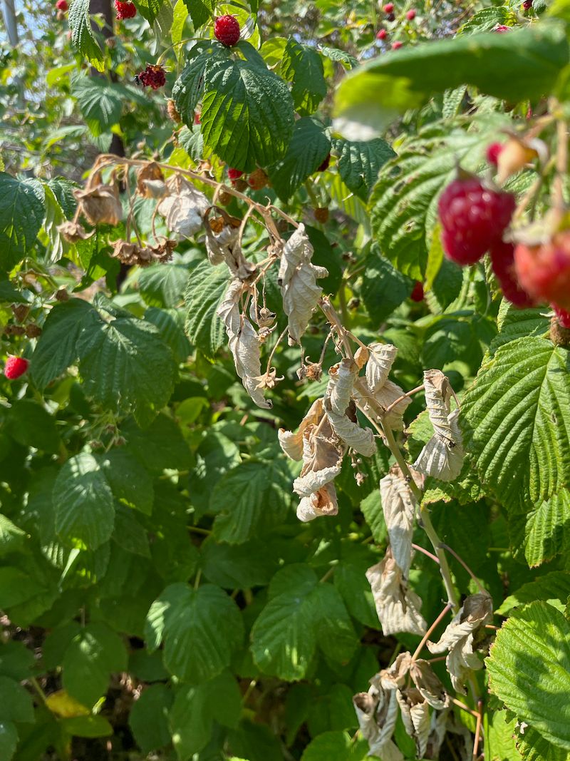 Avoid: Bramble Berries
