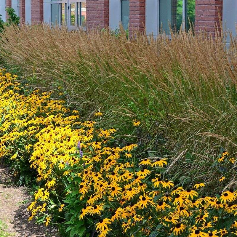 Avoid: Invasive Non-Native Grasses