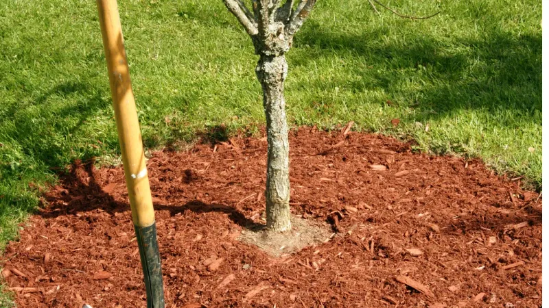 Avoid: Grass Lawns