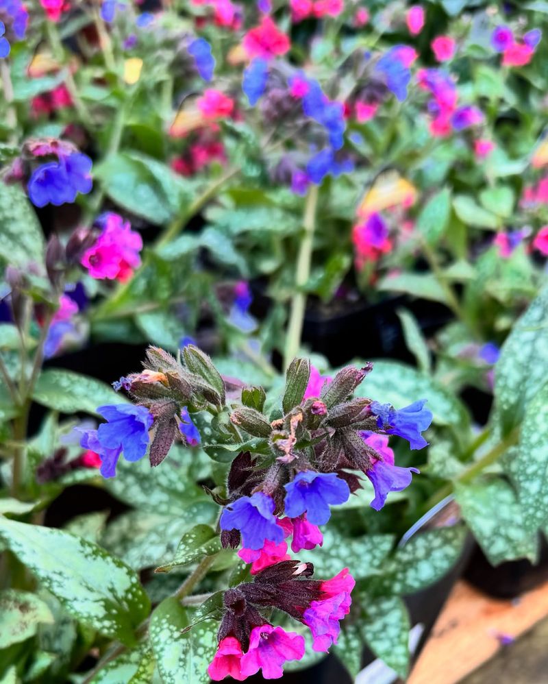 Lungwort
