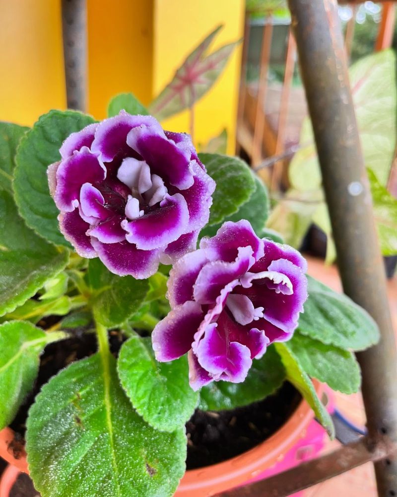 Gloxinias