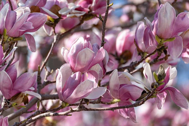 Magnolias - Elegant Tree Blossoms