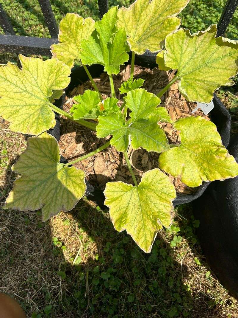 Zucchini