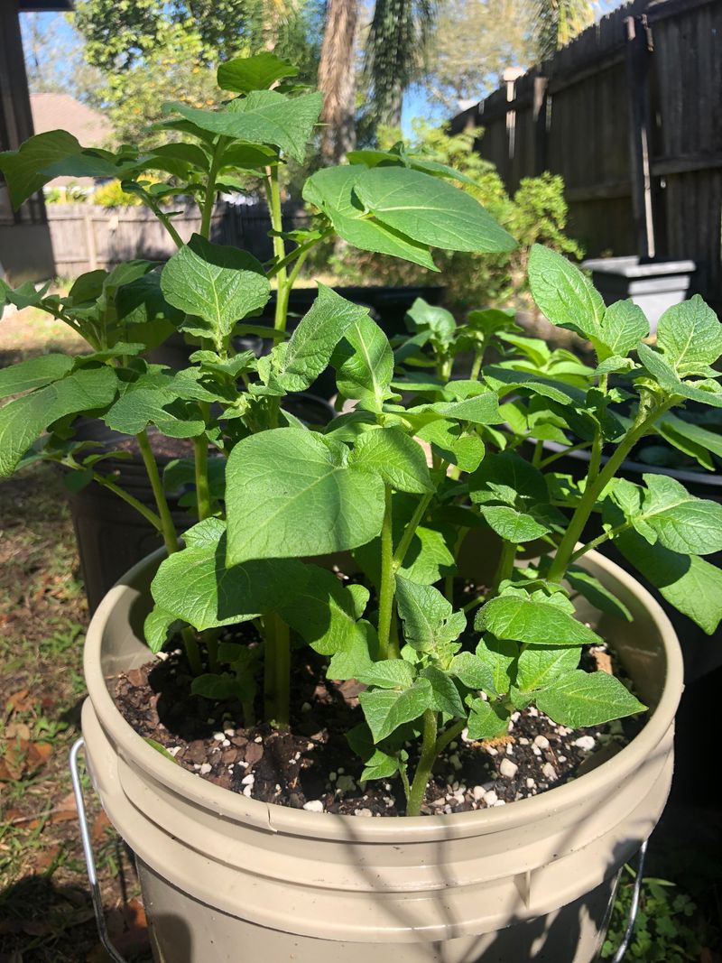 Potato - Unexpected Container Crop