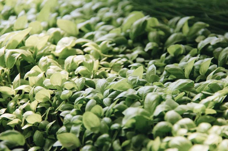 Microgreens