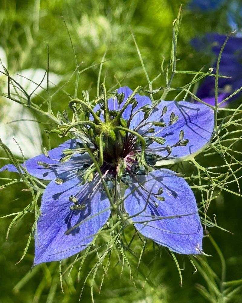 Love-in-a-Mist - Mysterious Beauty