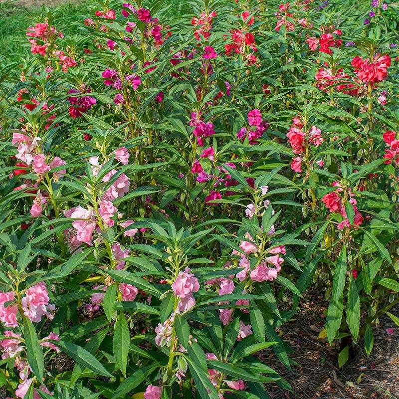 Balsam