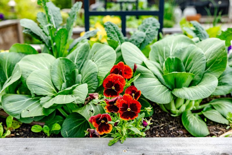 Pansies
