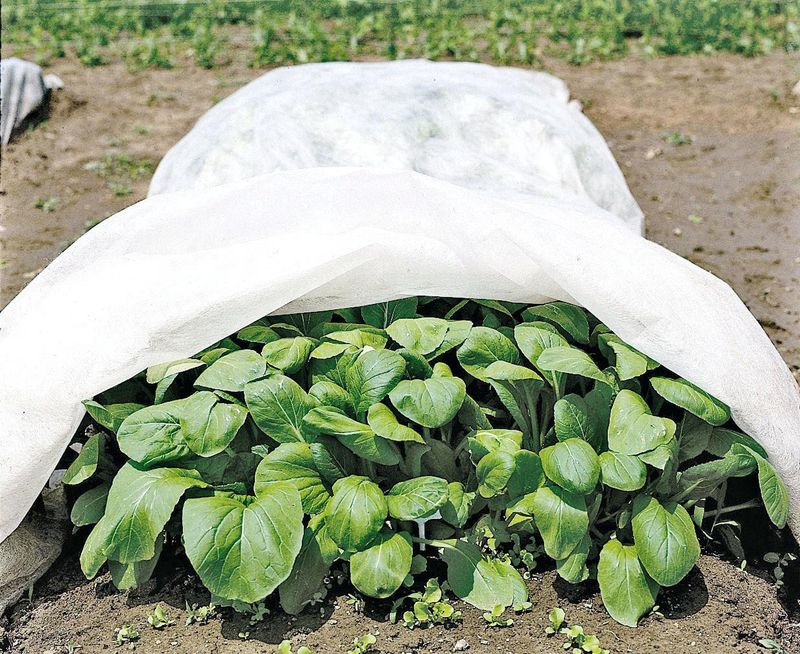 Barrier Methods with Row Covers