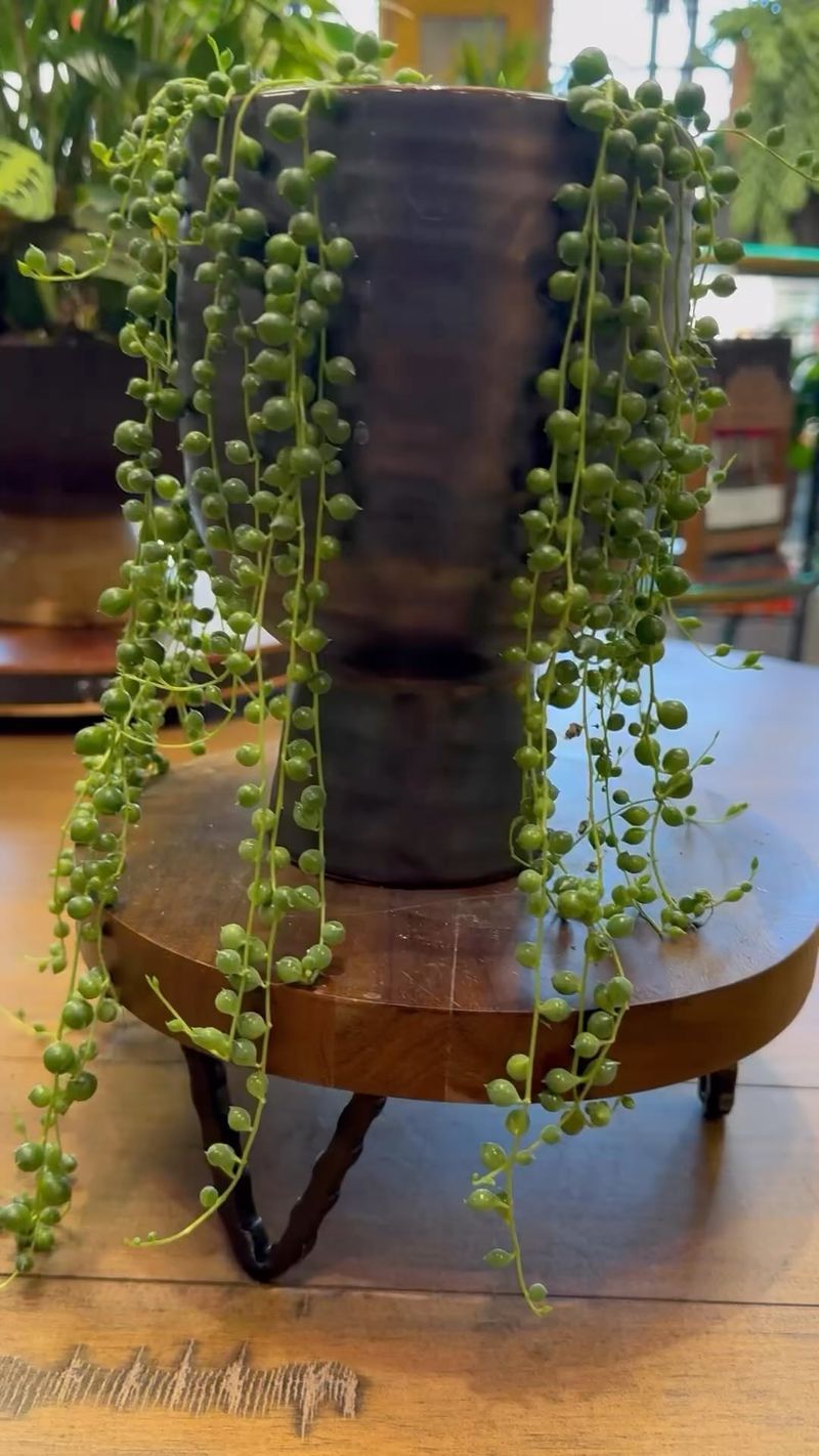 String of Pearls