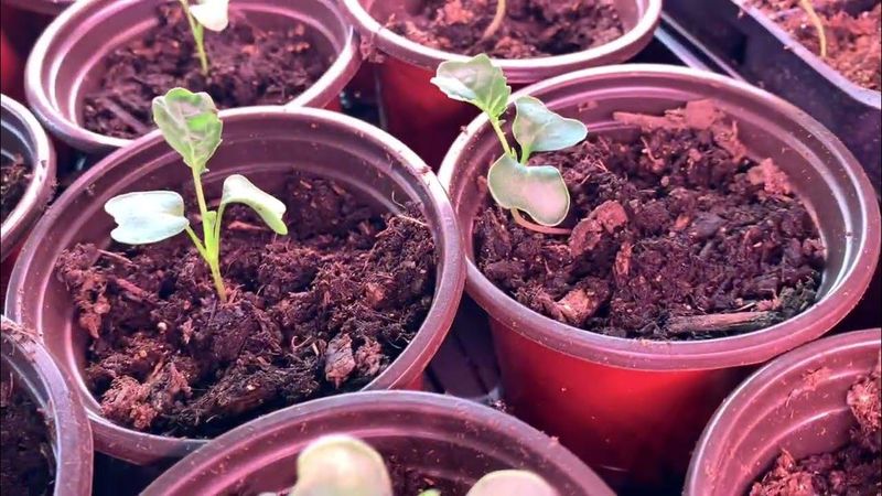 Try Fish Emulsion For Seedlings