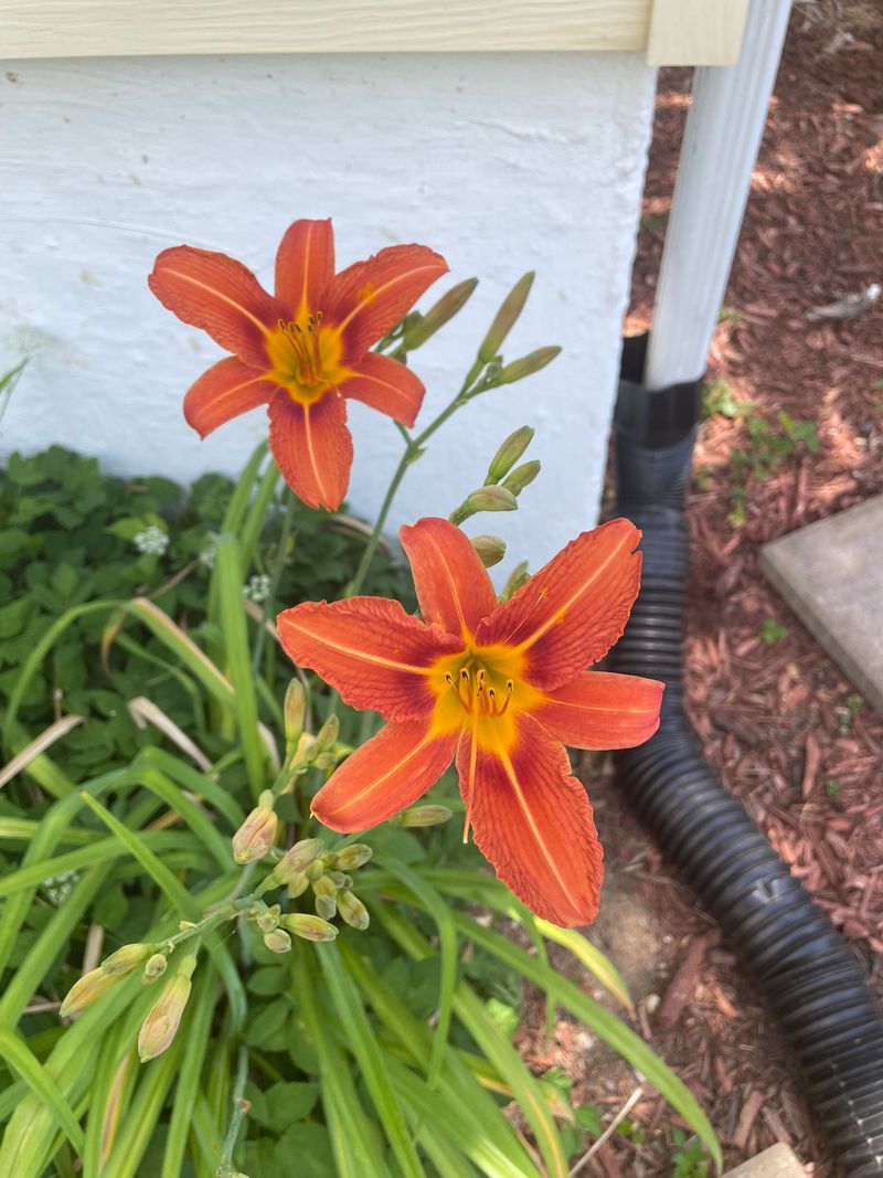 Consistent Watering Practices