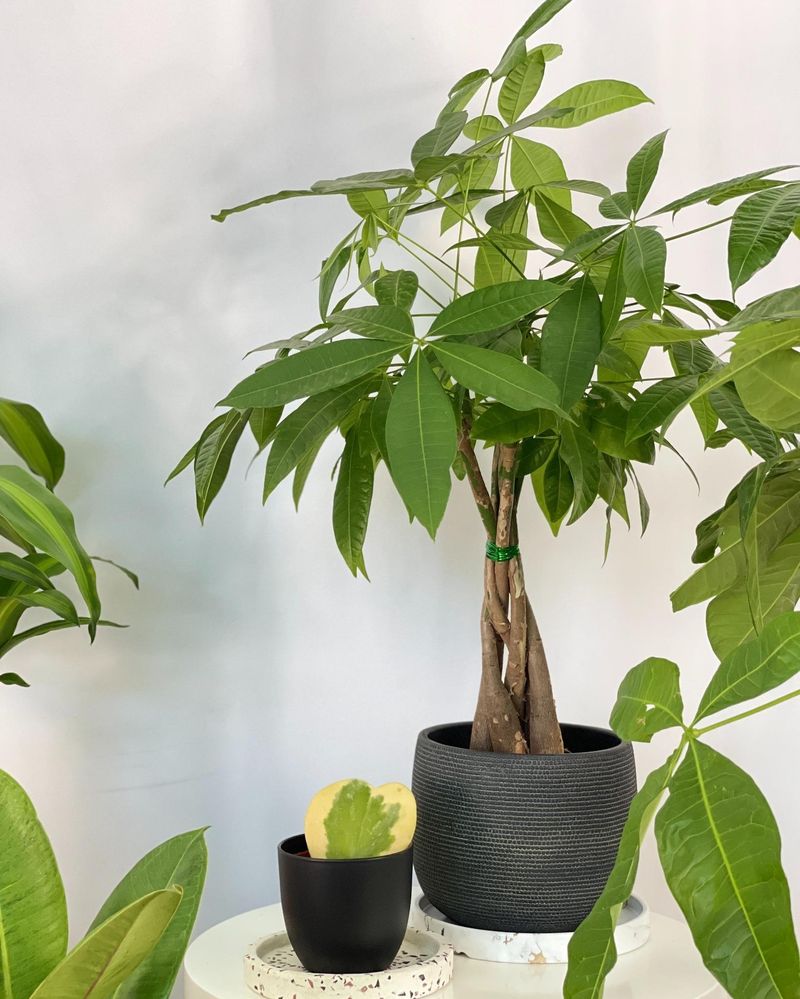 Cleans Plant Leaves