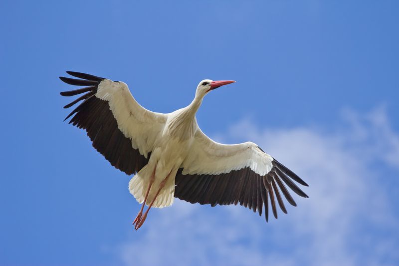 Migratory Birds