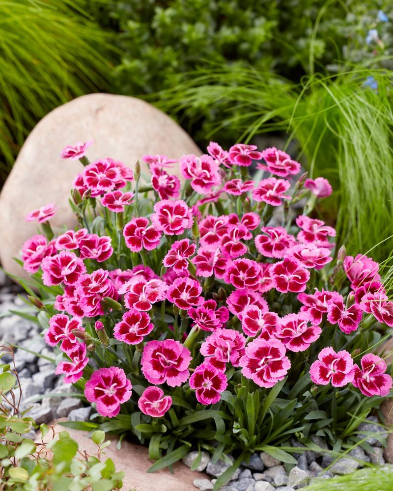 Dianthus