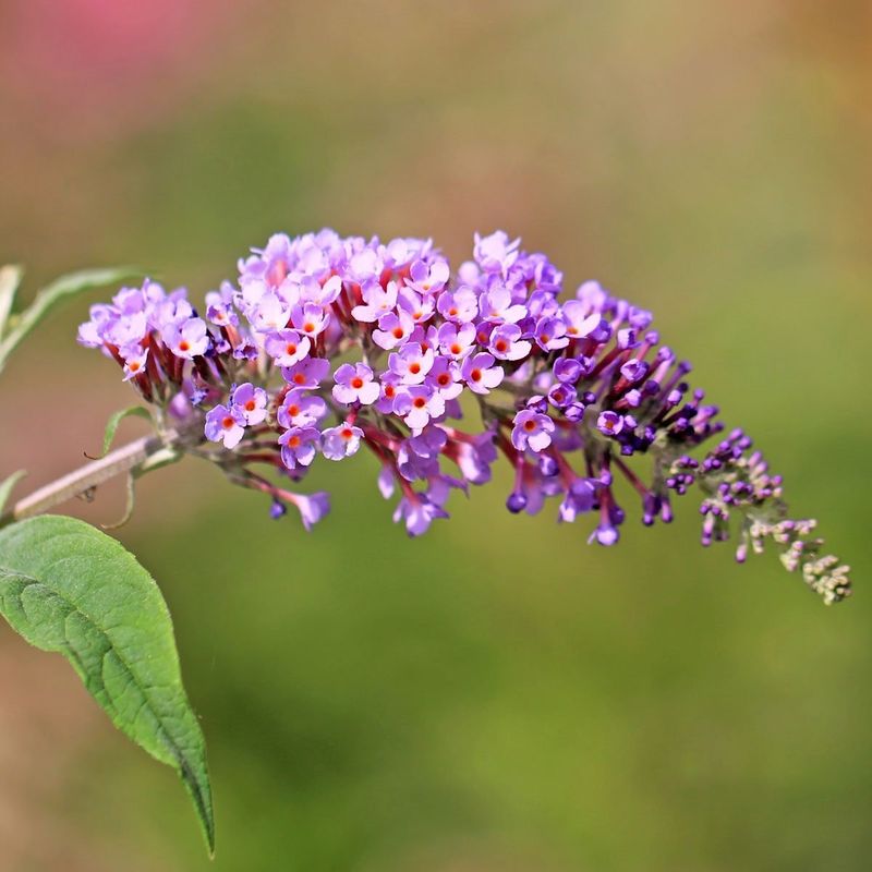 Butterfly Bush: Invasive Beauty