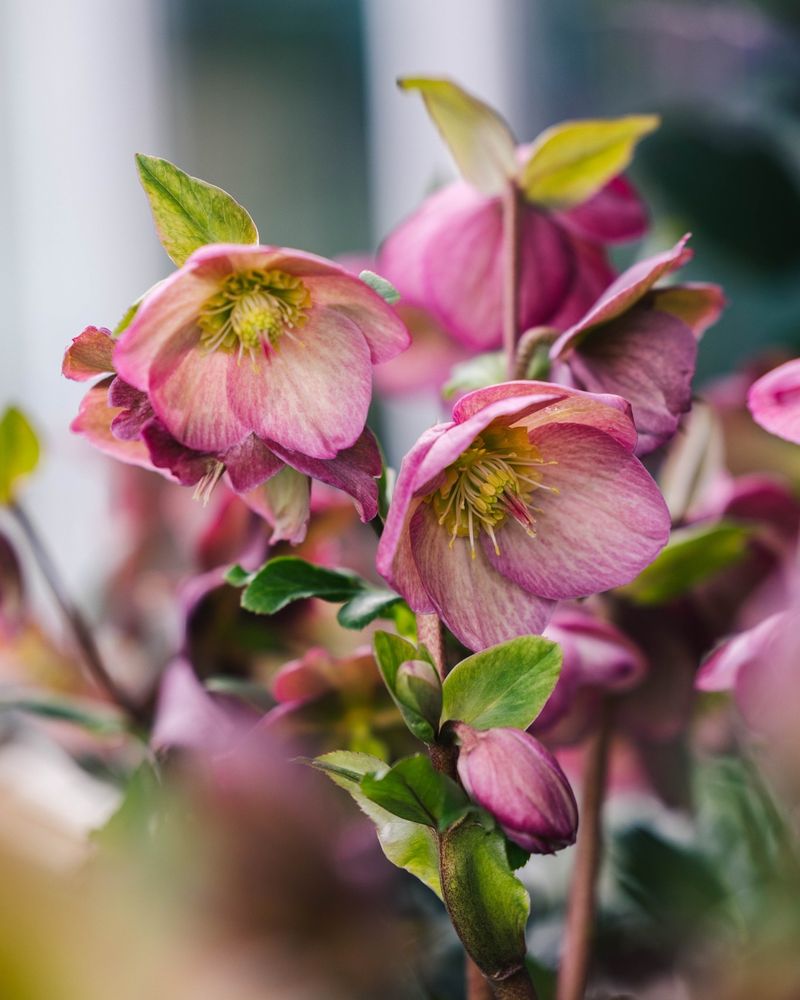 Hellebore (Lenten Rose)
