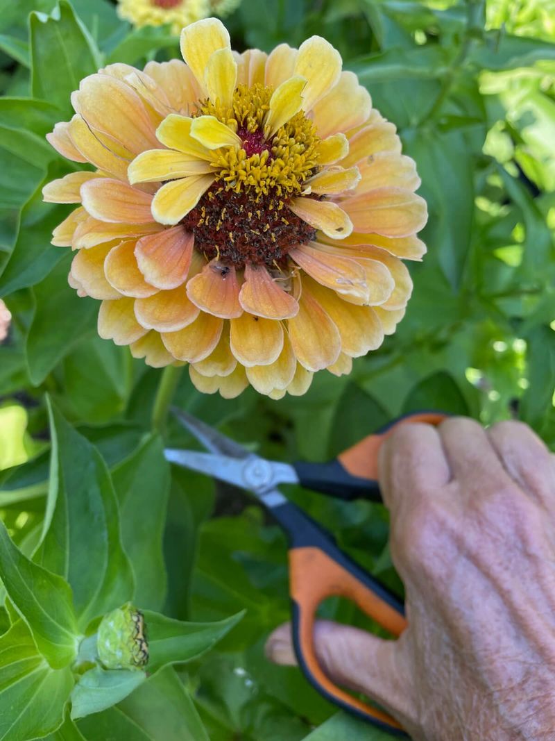 Seed Formation Steals Energy From Future Blooms