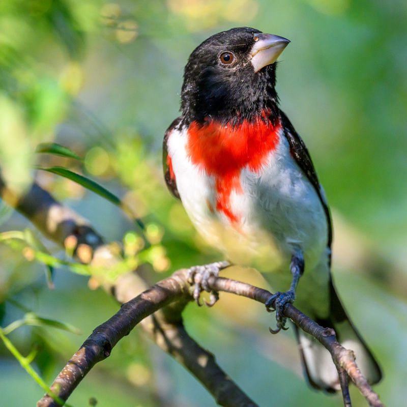 Rose-breasted Grosbeak