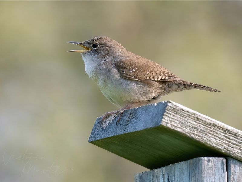 House Wrens