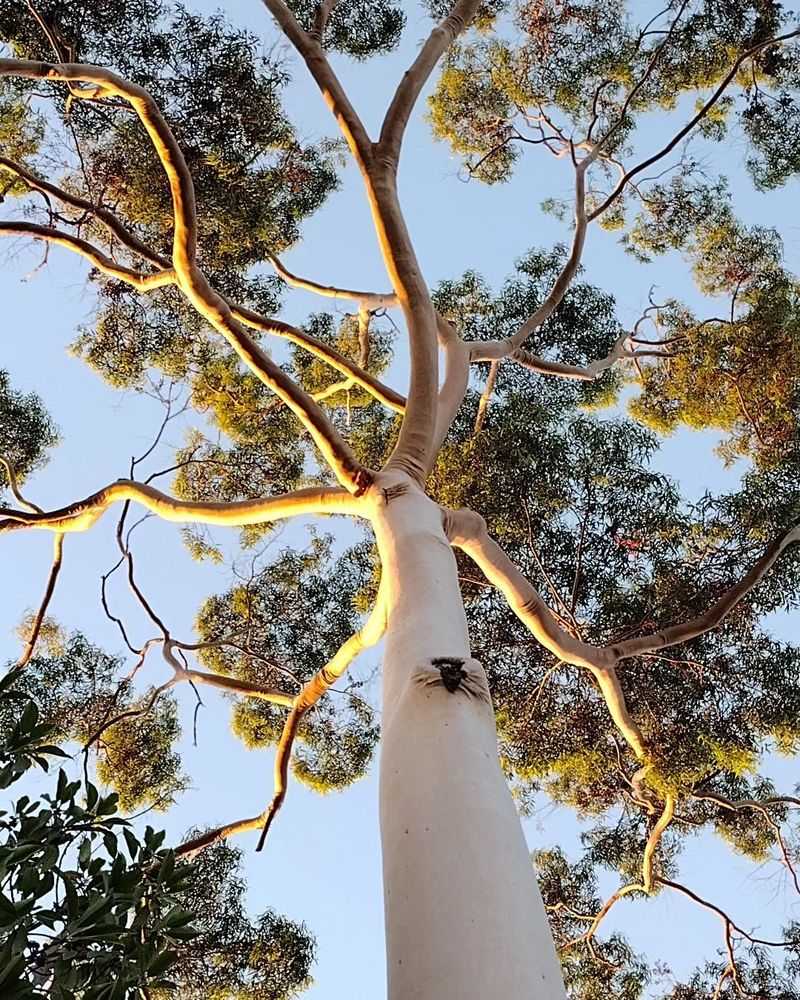 Eucalyptus
