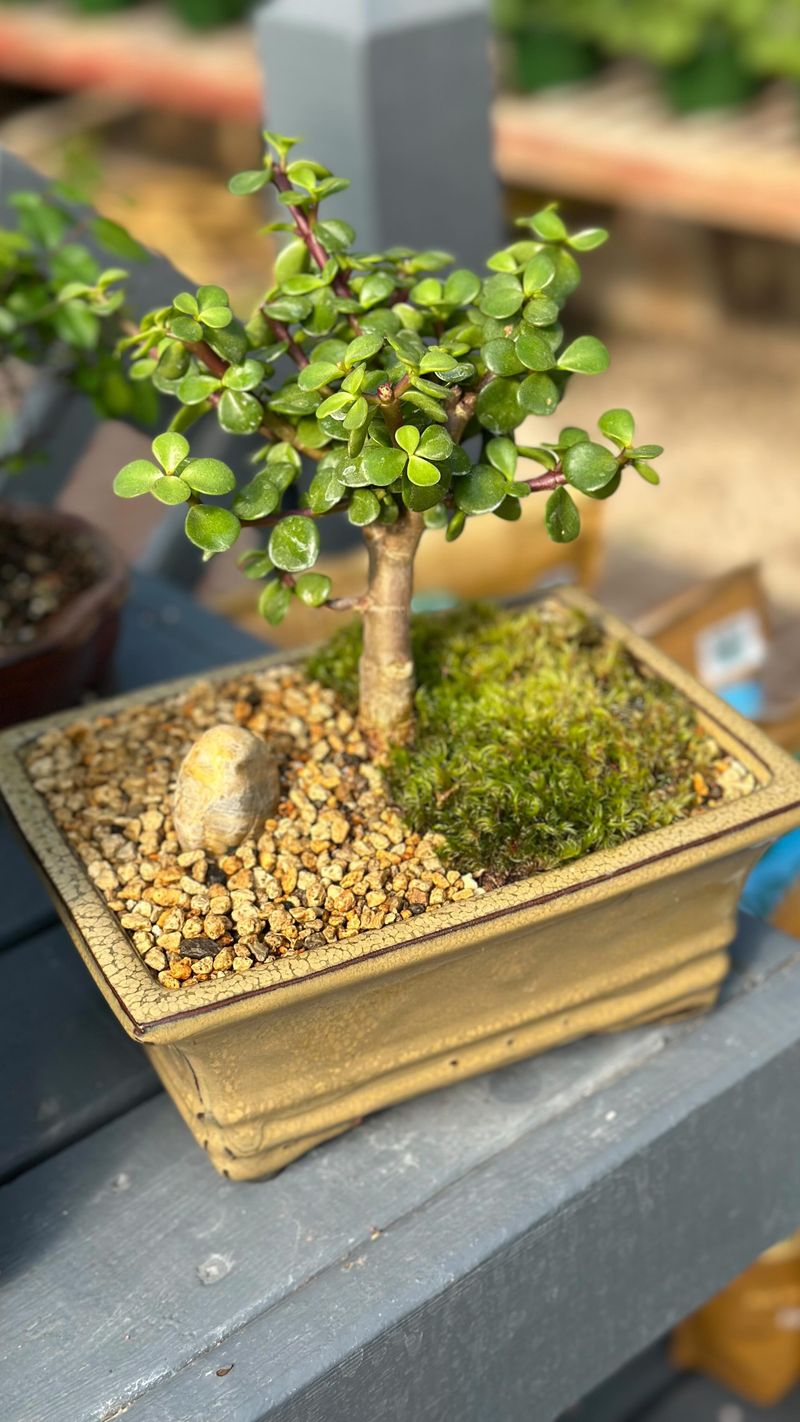 Jade Plant
