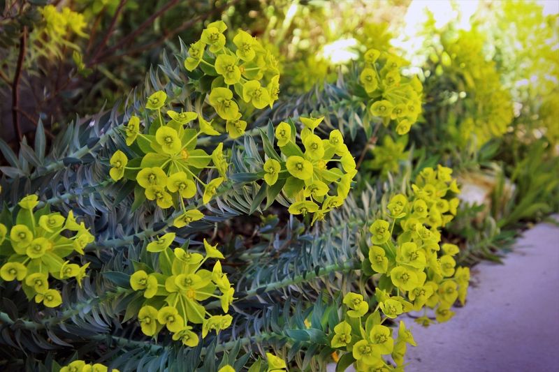 Euphorbia