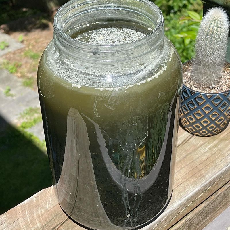 Seaweed Solution