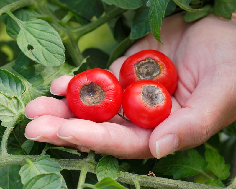 Calcium Boost For Blossom End Rot