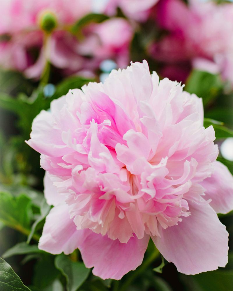 Peony