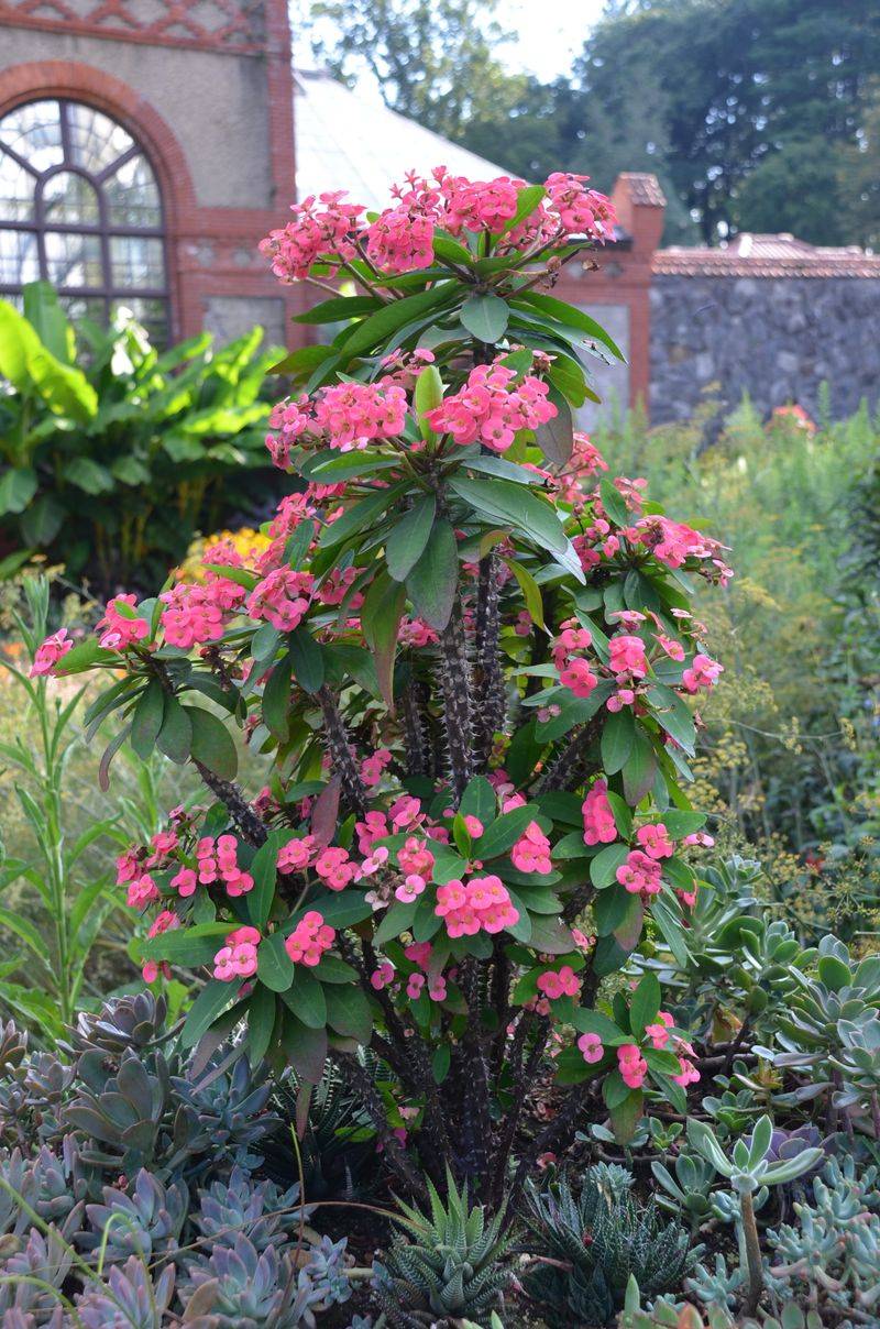 Crown Of Thorns
