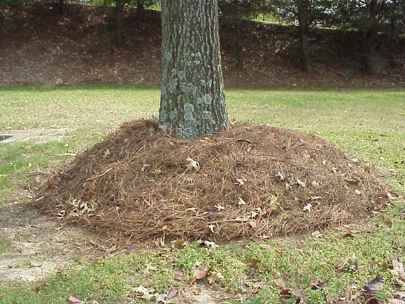 Root Suffocation