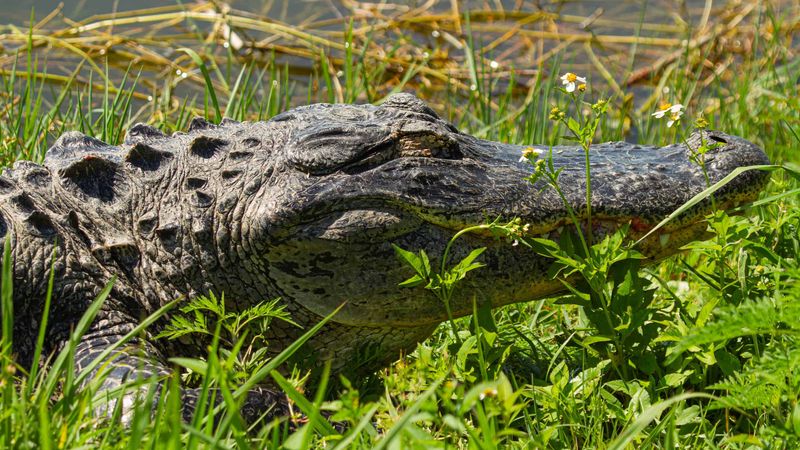 Alligators
