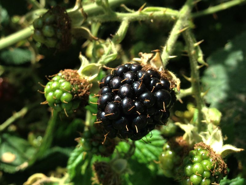 Blackberry Bushes (Wild Varieties)