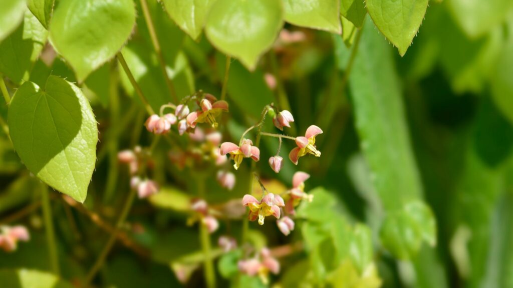 Barrenwort