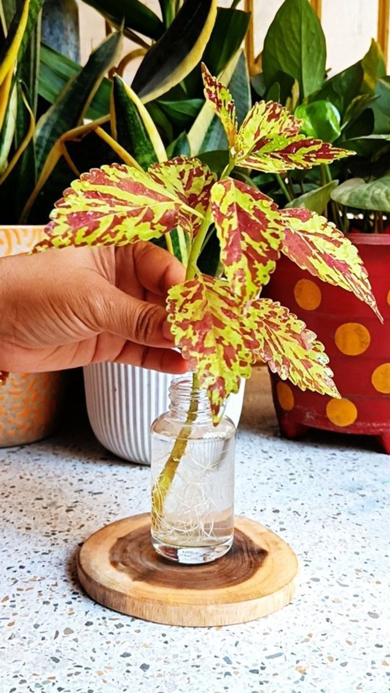 Coleus