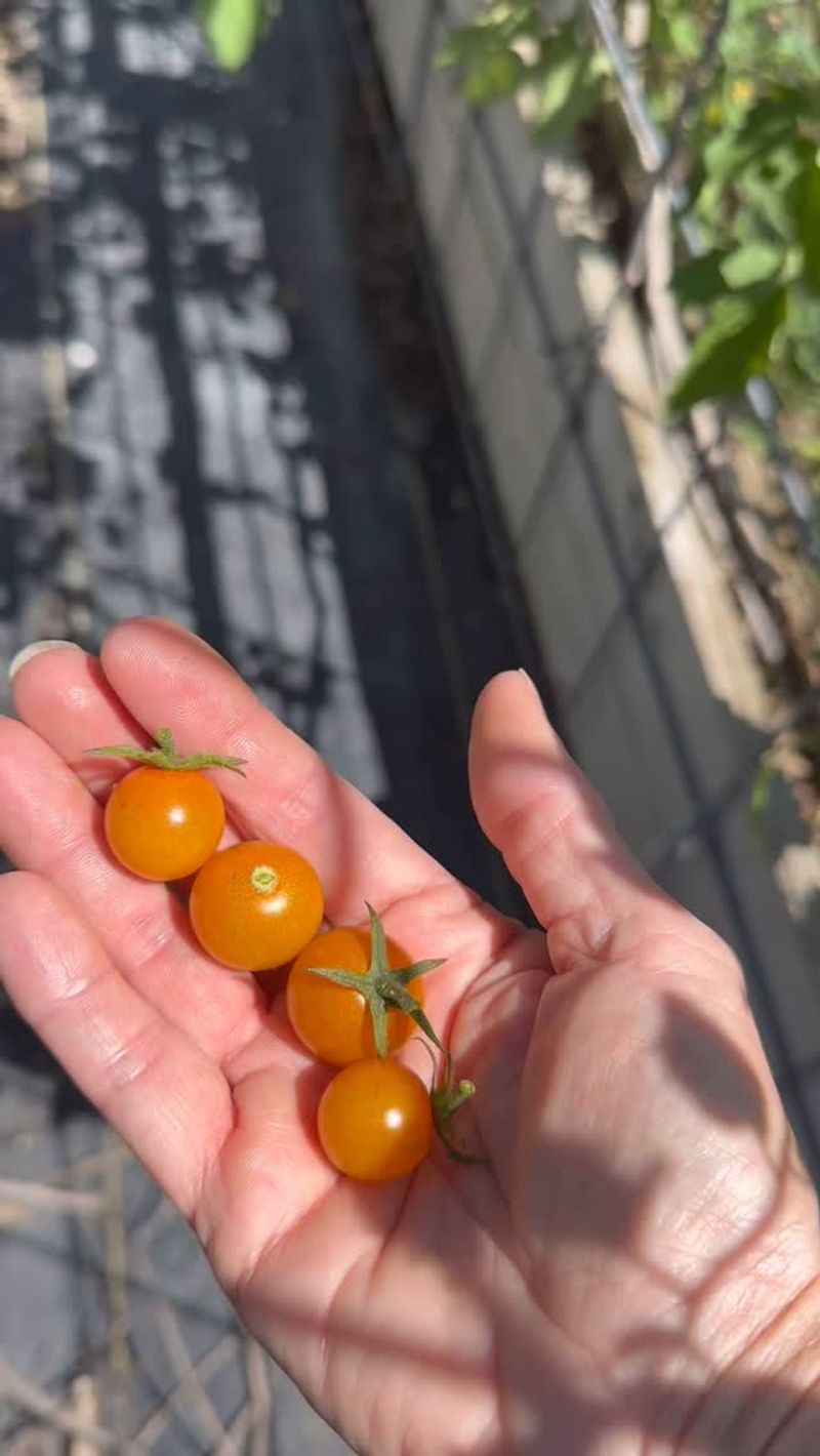 Cherry Tomatoes