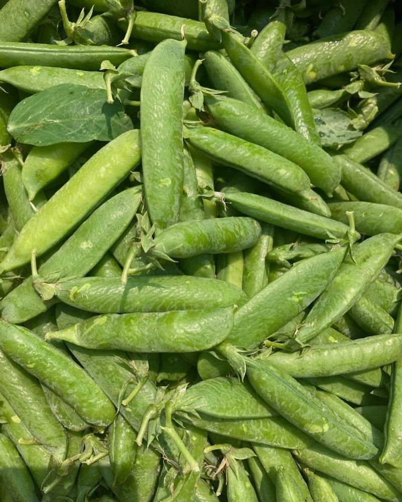 Peas