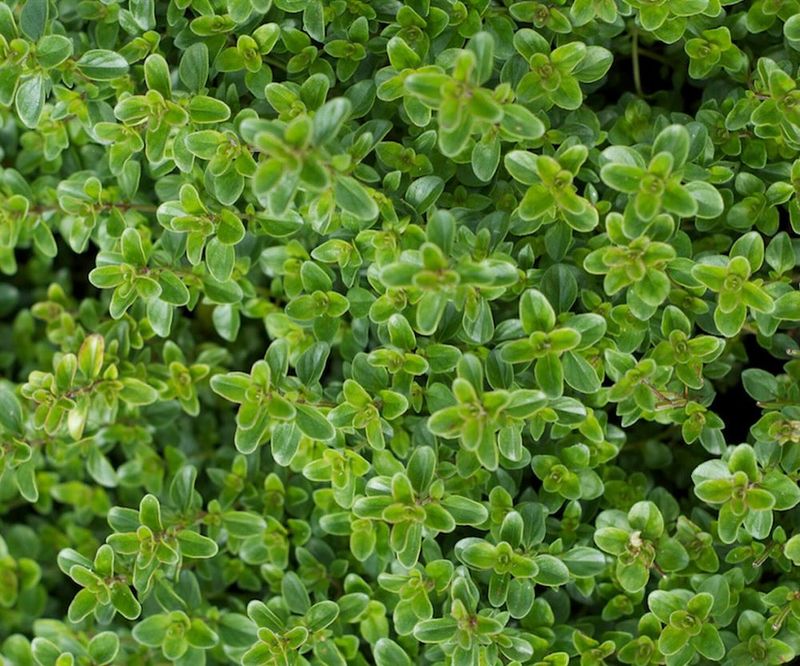 Thyme