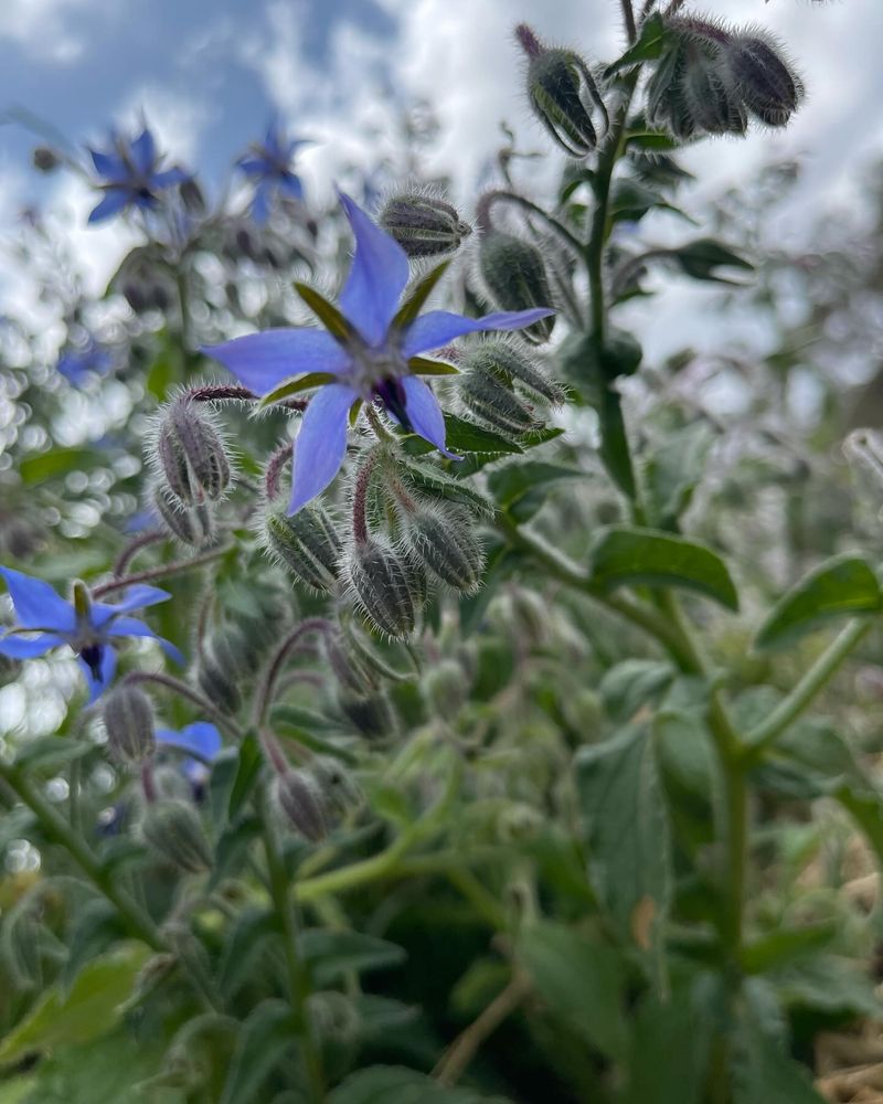 Borage: The Blue Star Pollinator