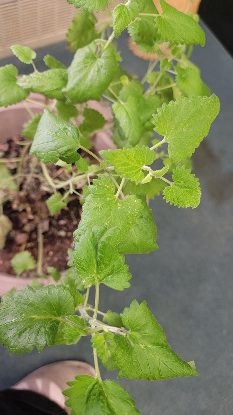 Catnip: Drives Cats Wild And Mosquitoes Away