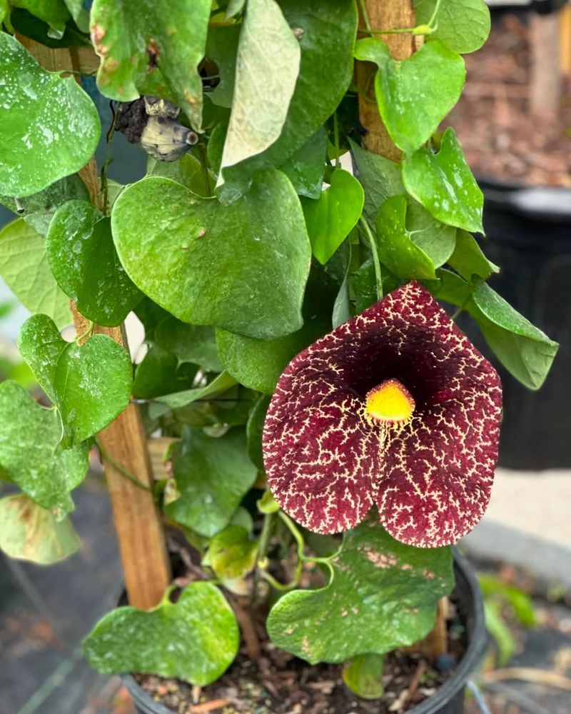 Dutchman's Pipe