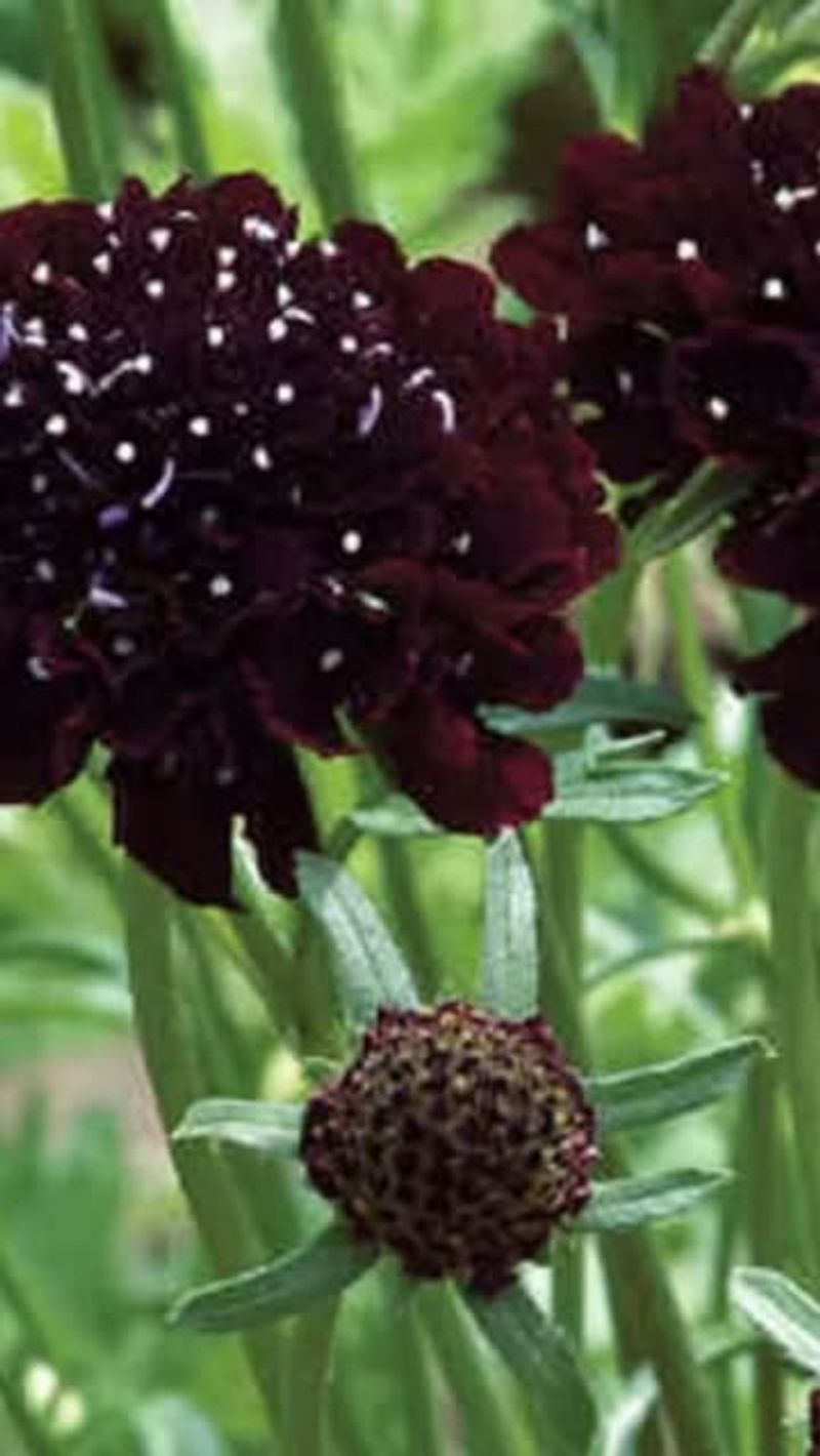 Pincushion Flower 'Black Knight' (Scabiosa atropurpurea)
