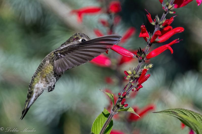 Pineapple Sage
