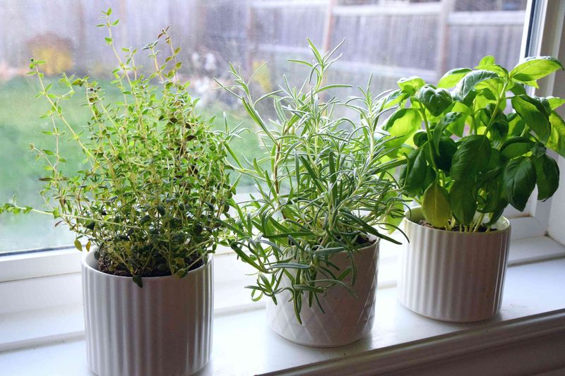 Kitchen Herb Garden