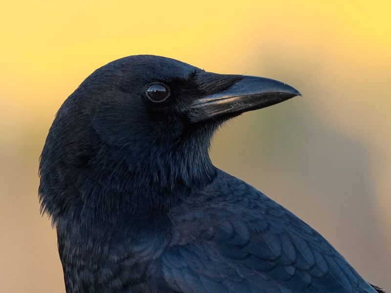Crows: The Feathered Intellectuals